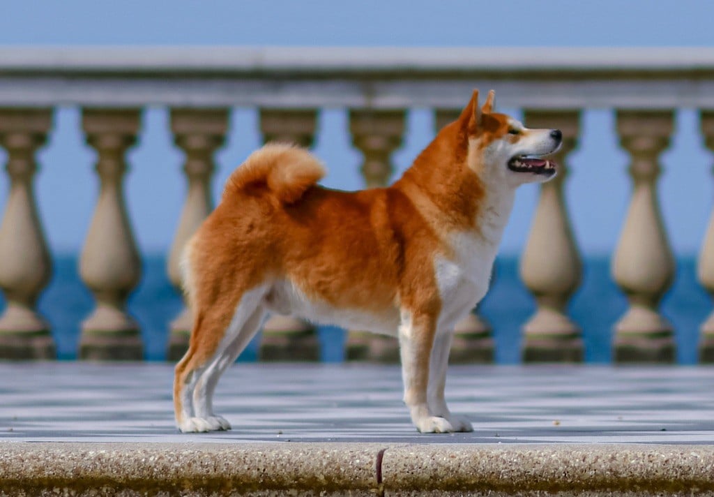 Publication : Muryokusho