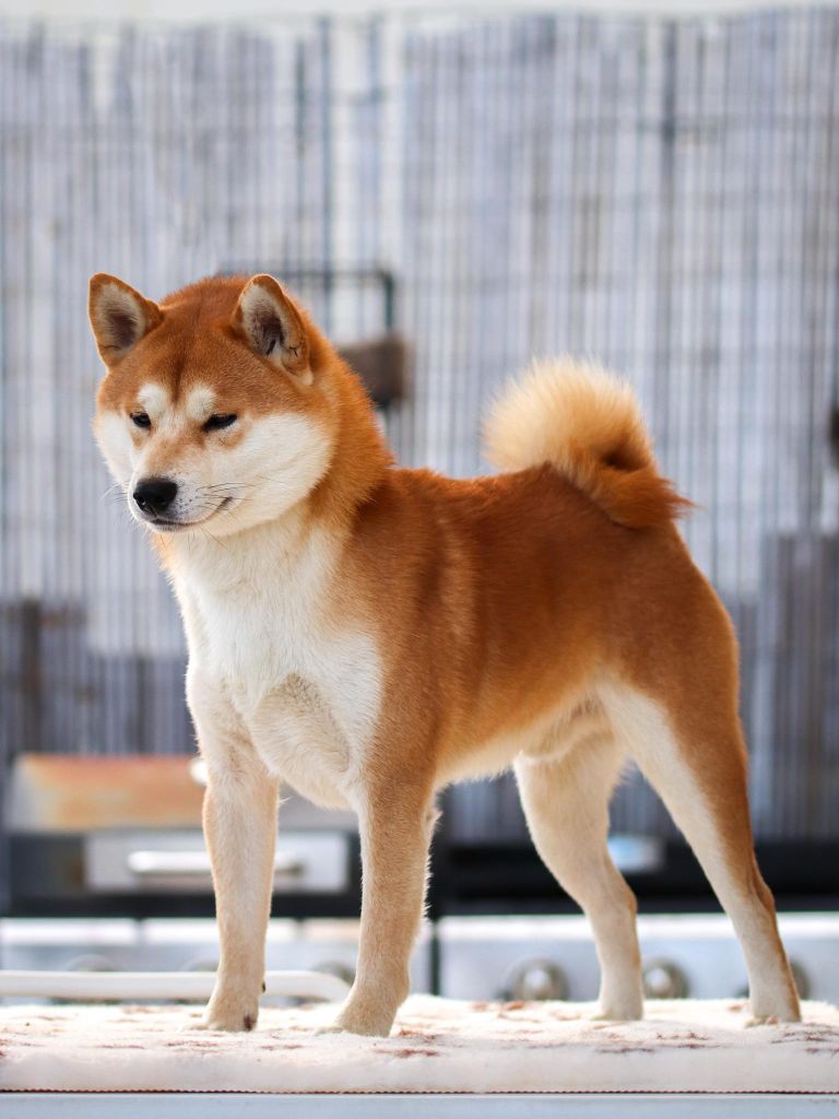 CH. Waku Incipita Vita - 3eme EXC