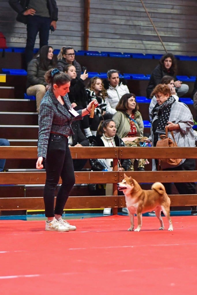 CH. Waku Incipita Vita - 1er EXC - BOB - Shortlist BOG