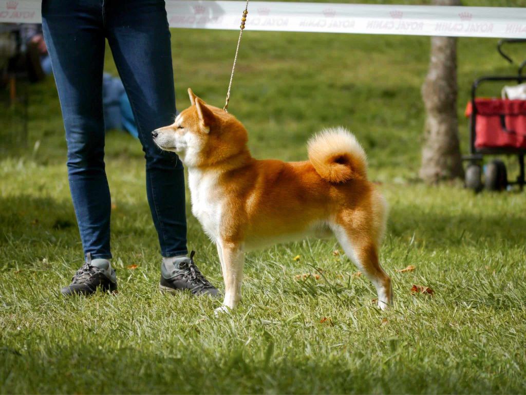 CH. Waku Incipita Vita - 1er EXC CACS BOB BISCouple