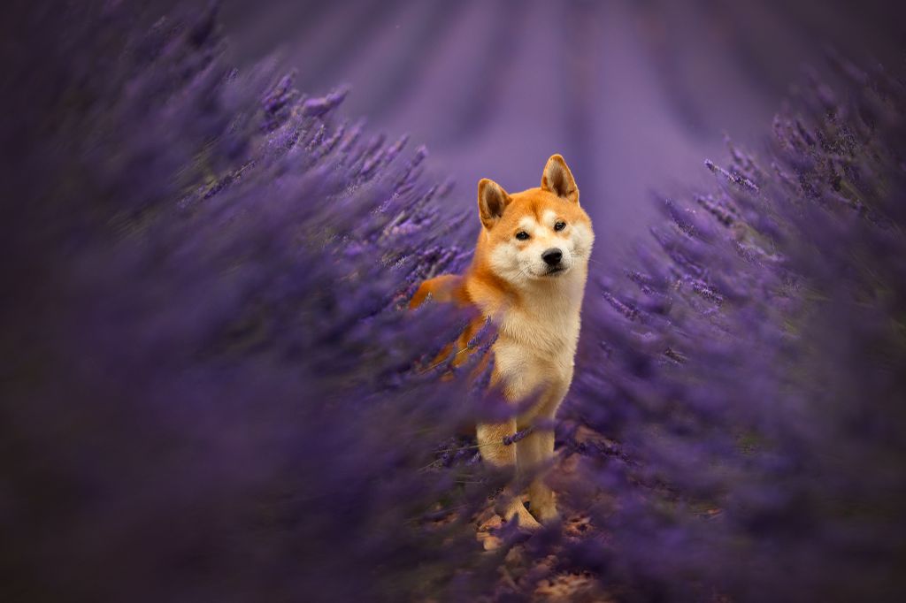 CH. Waku Incipita Vita - 2eme EXC RCAC RCACIB