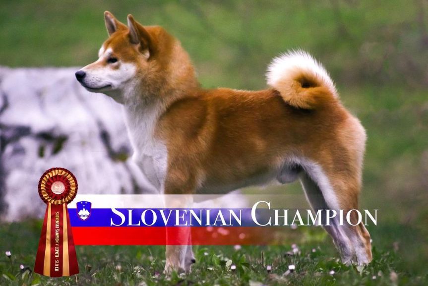 CH. Waku Incipita Vita - 1er EXC CAC RCACIB