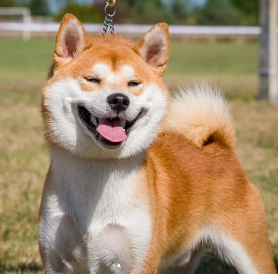 CH. Waku Incipita Vita - 2eme EXC RCAC RBIScouple