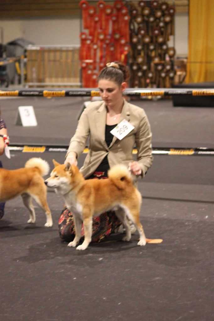 CH. Waku Incipita Vita - TB NC, TOP 5 Best Tail