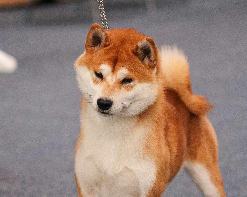 CH. Waku Incipita Vita - 2eme EXC RCACS