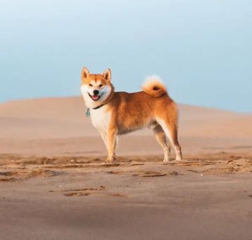 CH. Waku Incipita Vita - 1er EXC CACS BOS