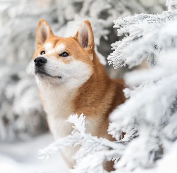 CH. Waku Incipita Vita - 3eme TB