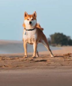 CH. Waku Incipita Vita - 1er EXC CACS BOB