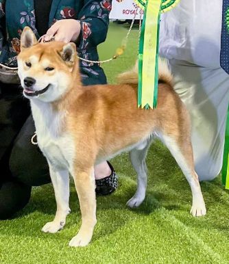 CH. Waku Incipita Vita - 1er EXC Best Champion BOS BIScouple