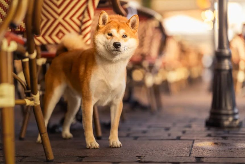 CH. Waku Incipita Vita - 1er EXC CAC BOB