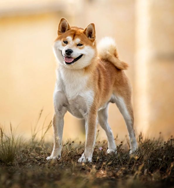 CH. Waku Incipita Vita - 1er EXC CACS BOB RBIScouple