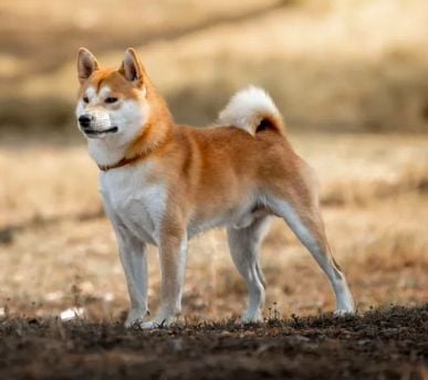 CH. Waku Incipita Vita - 1er EXC CACS BOB Top6BOG 3rdBIScouple