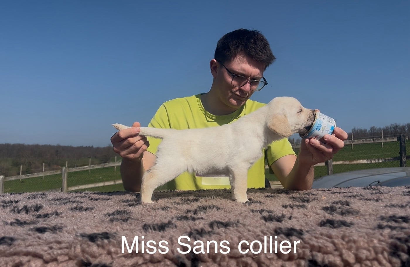 Sans Collier