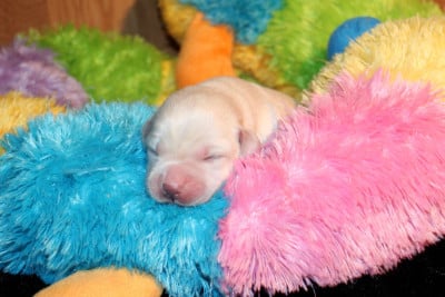 Les chiots de Labrador Retriever