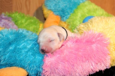 Les chiots de Labrador Retriever