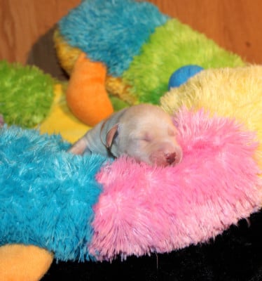 Les chiots de Labrador Retriever