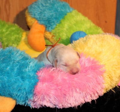 Les chiots de Labrador Retriever