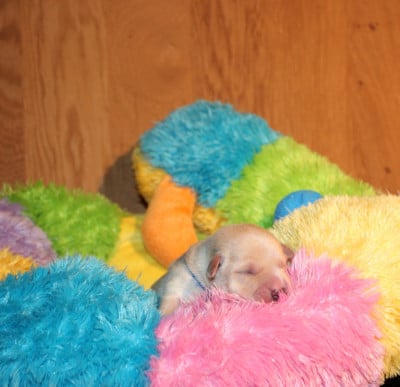 Les chiots de Labrador Retriever