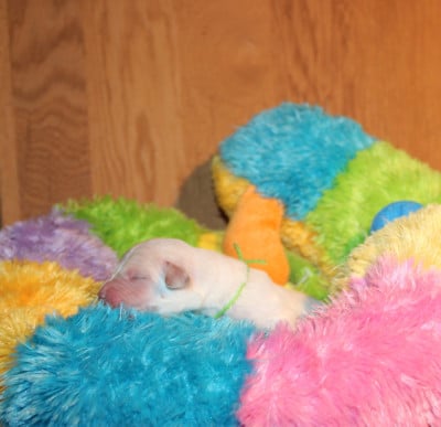 Les chiots de Labrador Retriever