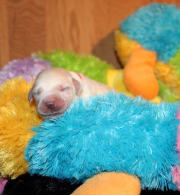 Les chiots de Labrador Retriever