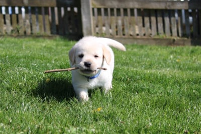 Les chiots de Labrador Retriever