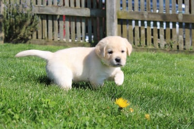 Les chiots de Labrador Retriever