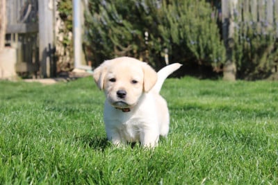 Les chiots de Labrador Retriever