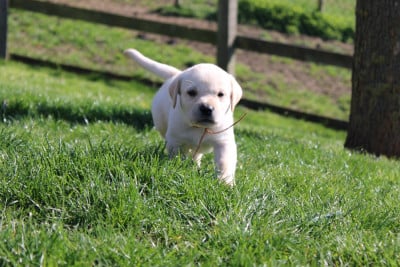 Les chiots de Labrador Retriever