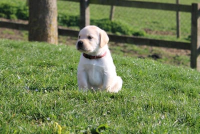 Les chiots de Labrador Retriever