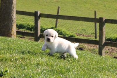 Les chiots de Labrador Retriever