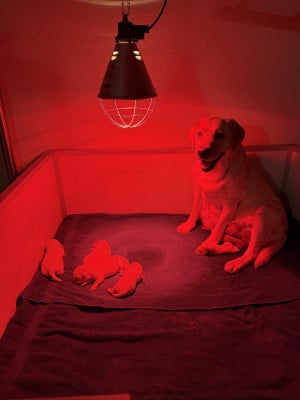 Les chiots de Labrador Retriever