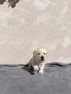 Les chiots de Labrador Retriever