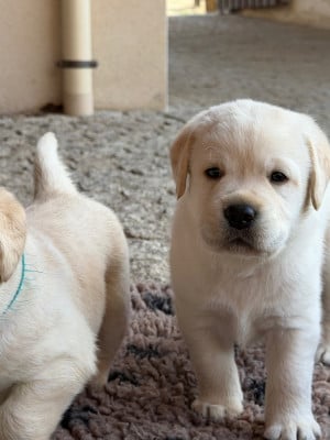 Les chiots de Labrador Retriever