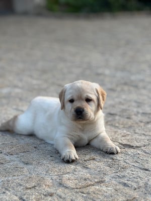 Les chiots de Labrador Retriever