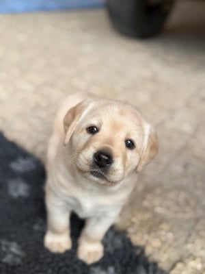 Les chiots de Labrador Retriever