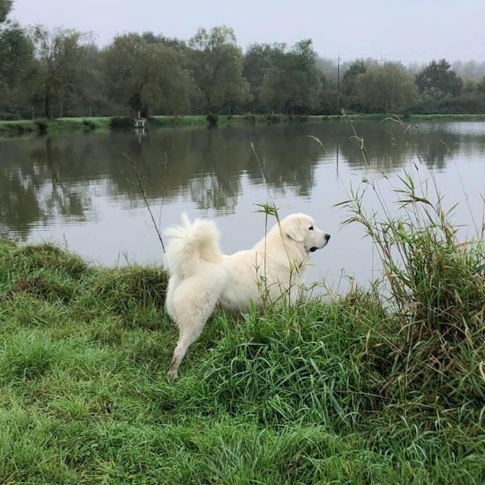 Ichi masaru taezhnoe divo