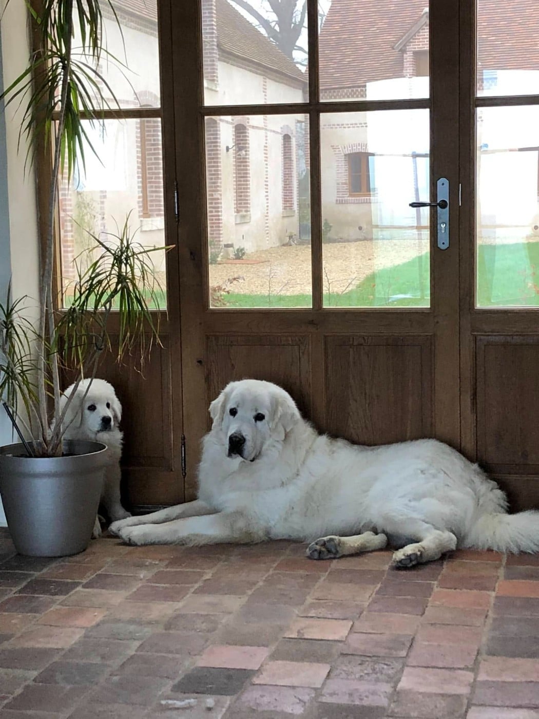 Ichi masaru taezhnoe divo