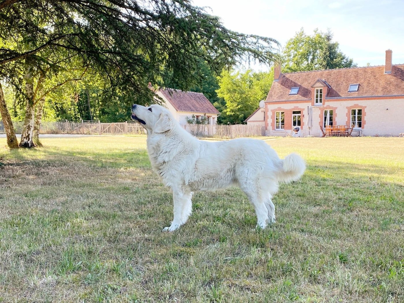 Ima akemi taezhnoe divo