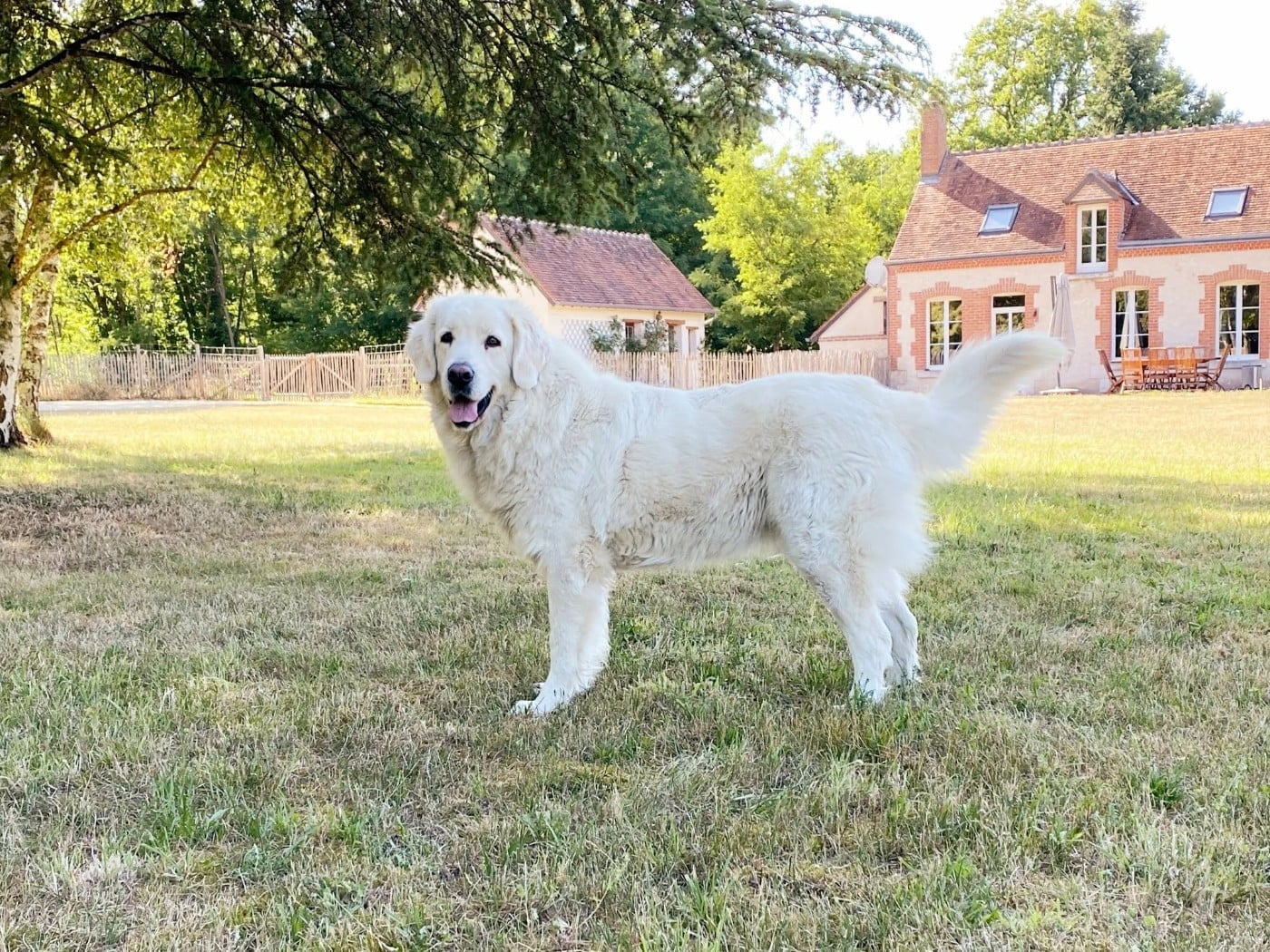 Ima akemi taezhnoe divo