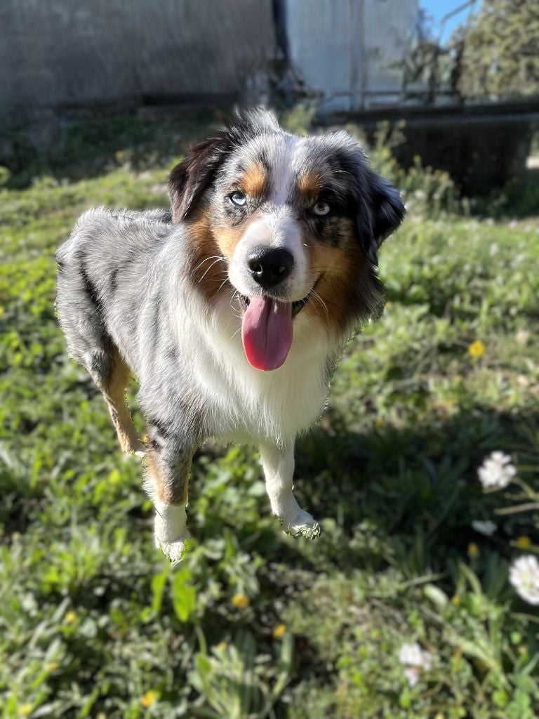 Uffi  DIT Uxy Snowy Mountain Fairy Sheperd