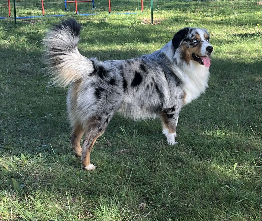 Uffi  DIT Uxy Snowy Mountain Fairy Sheperd