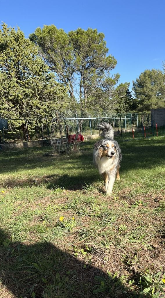 Uffi  DIT Uxy Snowy Mountain Fairy Sheperd