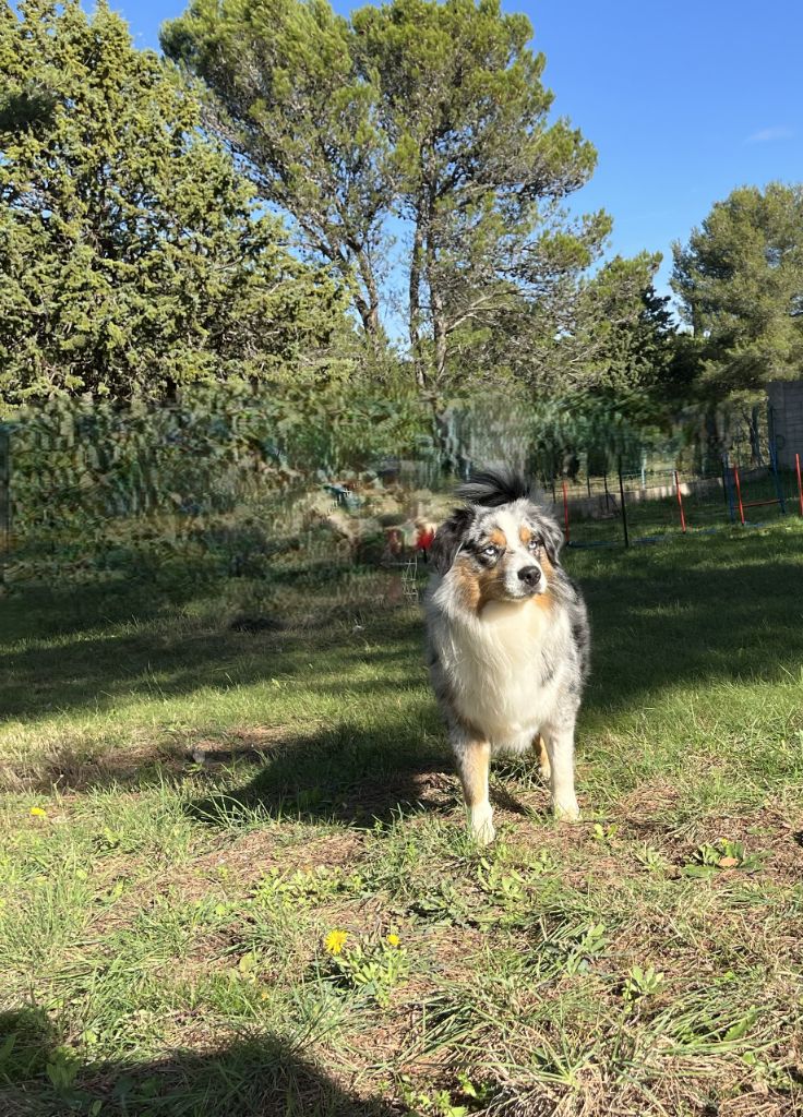 Uffi  DIT Uxy Snowy Mountain Fairy Sheperd