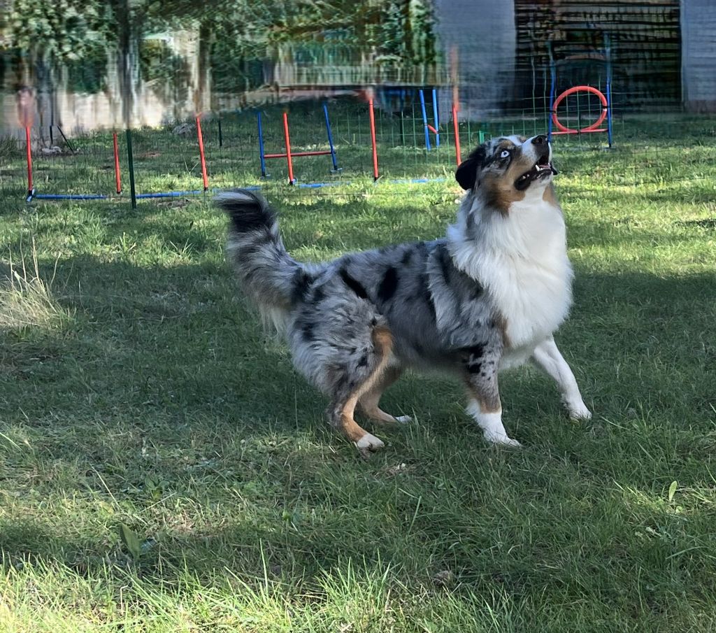 Uffi  DIT Uxy Snowy Mountain Fairy Sheperd