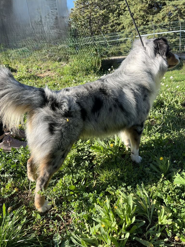 Uffi  DIT Uxy Snowy Mountain Fairy Sheperd