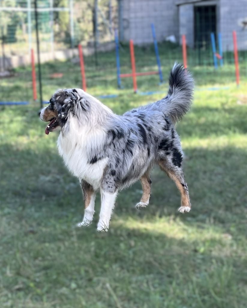 Uffi  DIT Uxy Snowy Mountain Fairy Sheperd