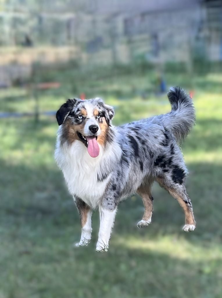 Uffi  DIT Uxy Snowy Mountain Fairy Sheperd