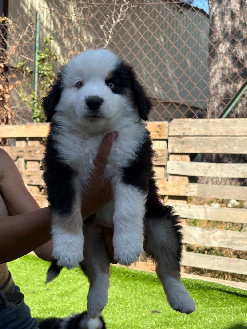 BRAVEHEART ORION