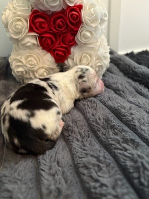 Les chiots de Berger Américain Miniature 