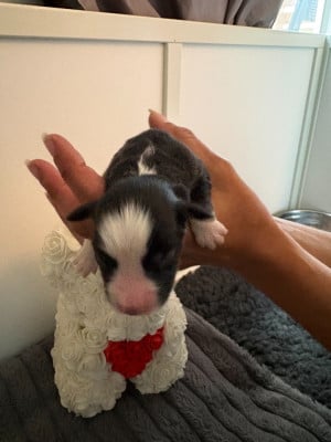 Les chiots de Berger Américain Miniature 